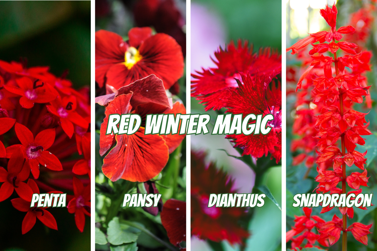 Red Winter Magic: 4 Red Flowers That Thrive in Florida  Gardenista Jax