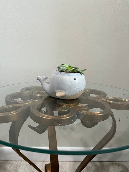 Clearance Whale Planters
