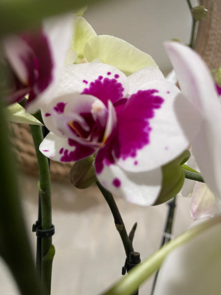 Orchidaceae - Orchids
