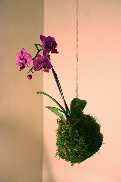 March 2024: Orchid Kokedama Ball Workshop