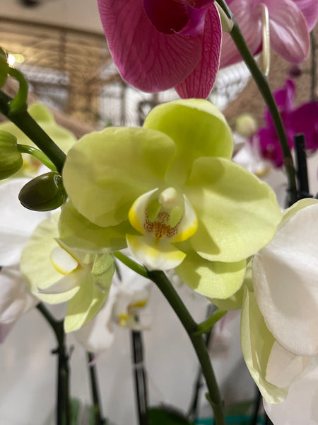 Orchidaceae - Orchids