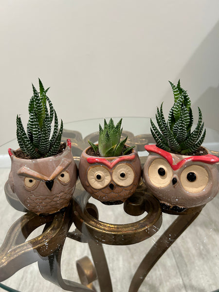 Owl Planters with Haworthia