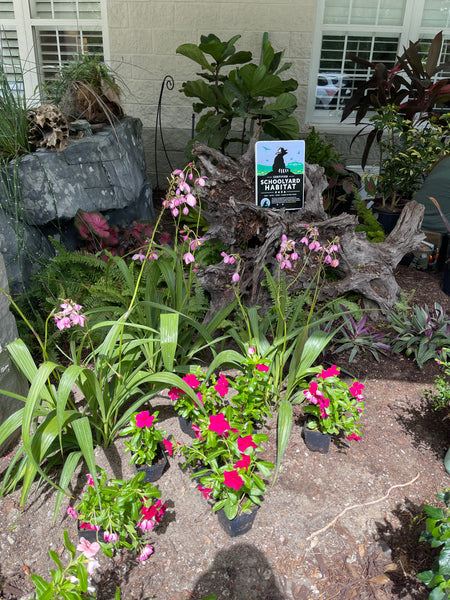 Landscape Design & Installation Consultation