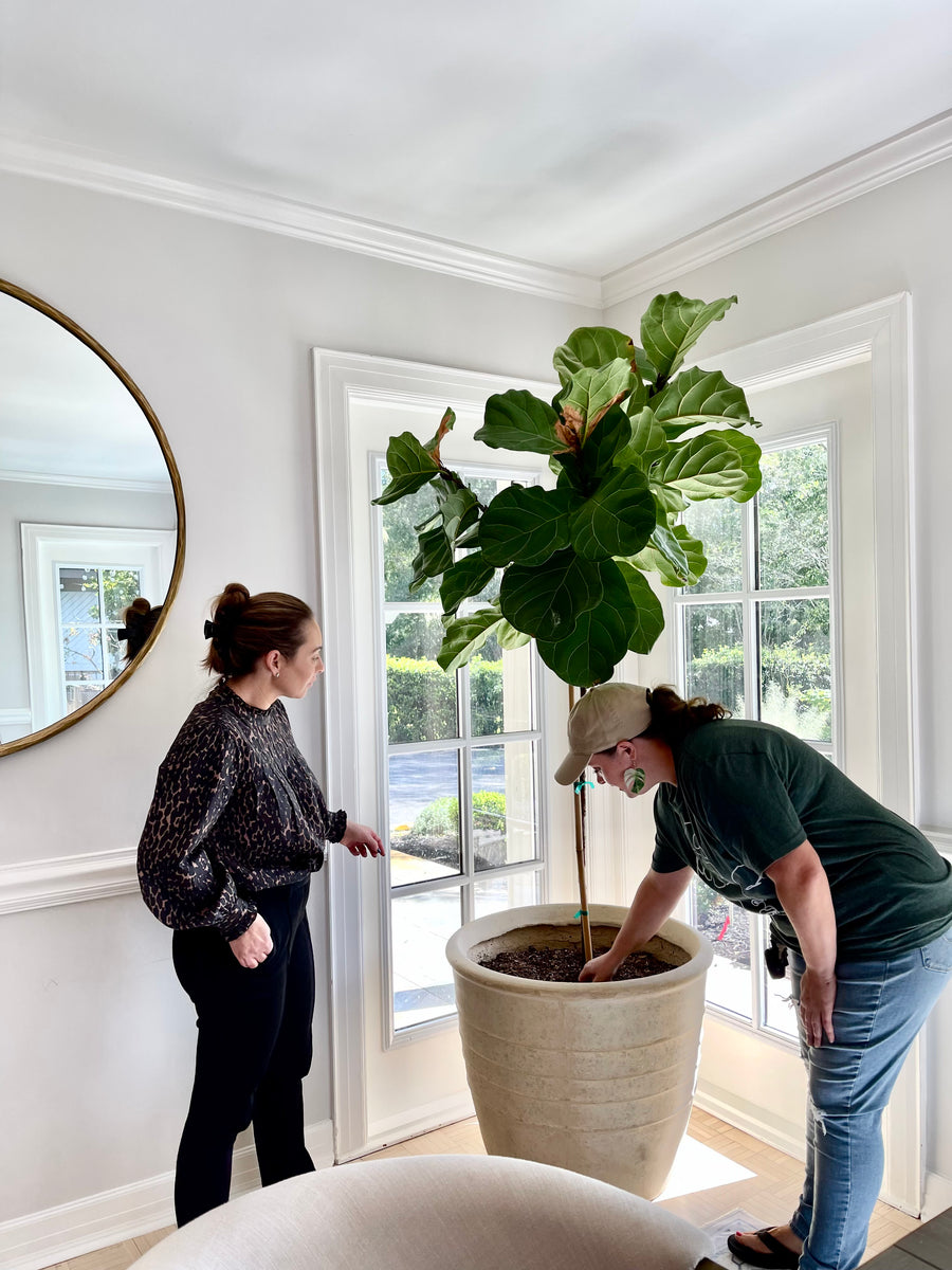gardenista fiddle leaf fig Plant Styling & Advice Consultation – Gardenista Jax