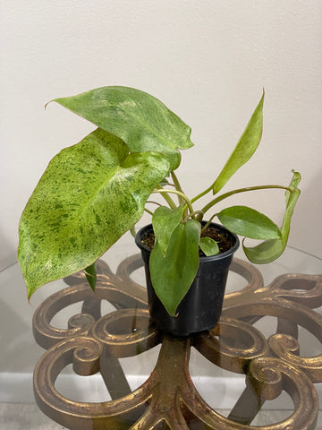 Philodendron - Paraiso Verde