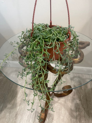 String Succulent - String of Dolphins