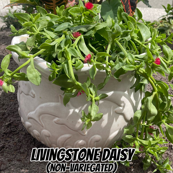 Livingstone Daisy Succulent