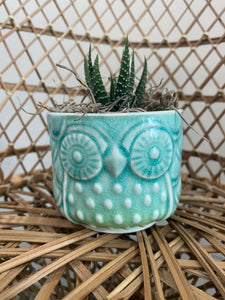 Colorful Owl Planter with Plant
