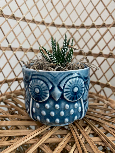 Colorful Owl Planter with Plant