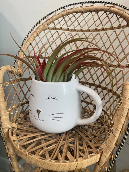 Cat Mug Planter