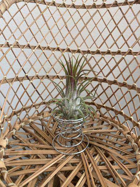 Silver Spiral Metal Air Plant Stand