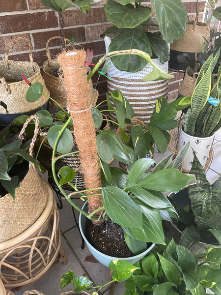 Stackable Coco Coir Moss Pole