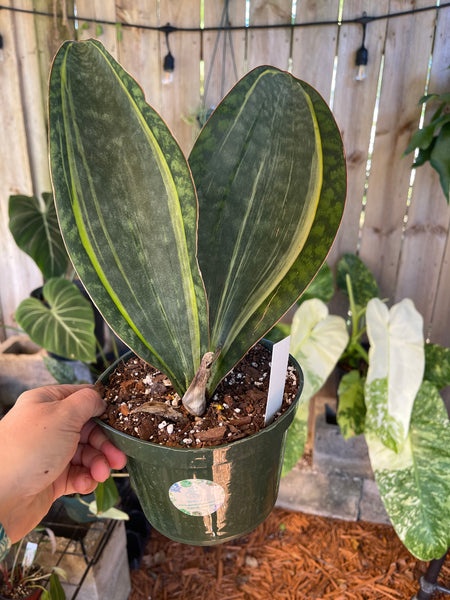 Variegated Whale Fin Sansevieria Snake Plant
