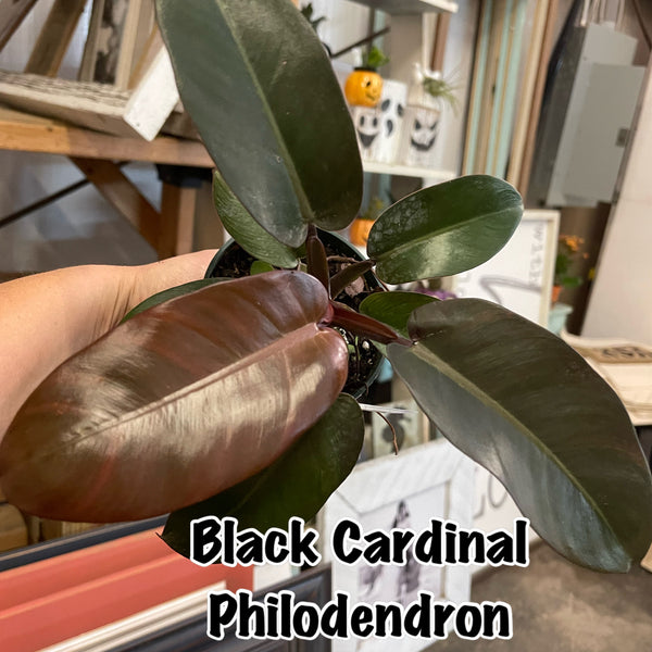 Philodendron-Black Cardinal