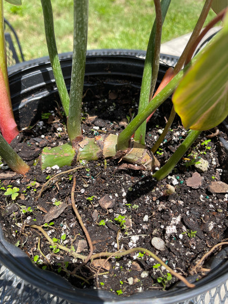 Philodendron -Gloriosum -rare