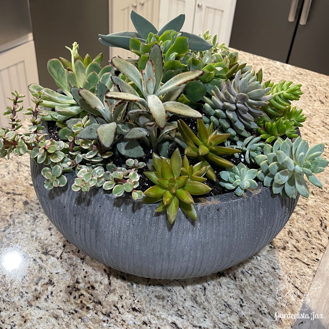 How to Keep Your Succulents Thriving (Without Drowning Them in Love)