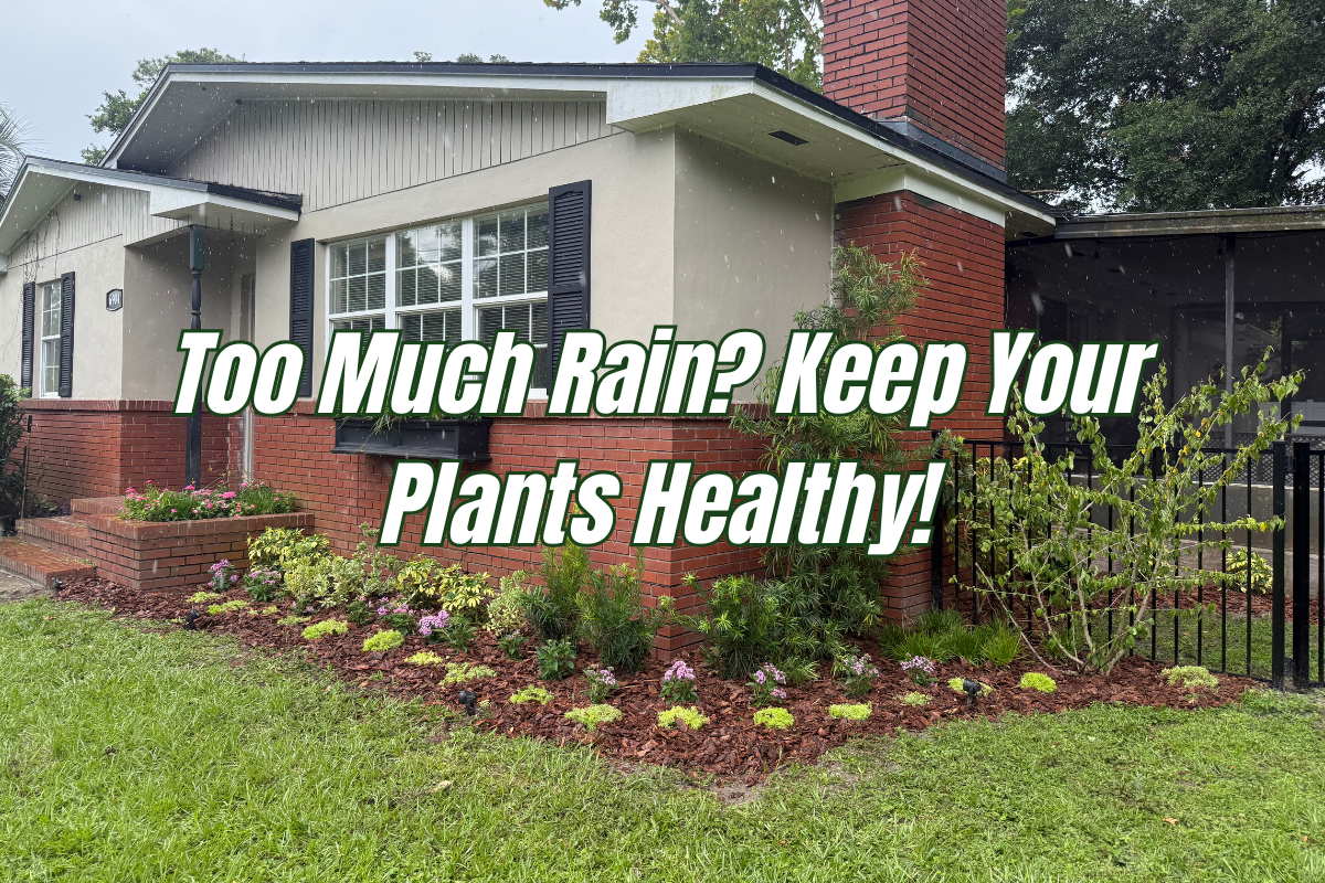 Too Much Rain? How To Keep Your Plants & Garden Healthy!
