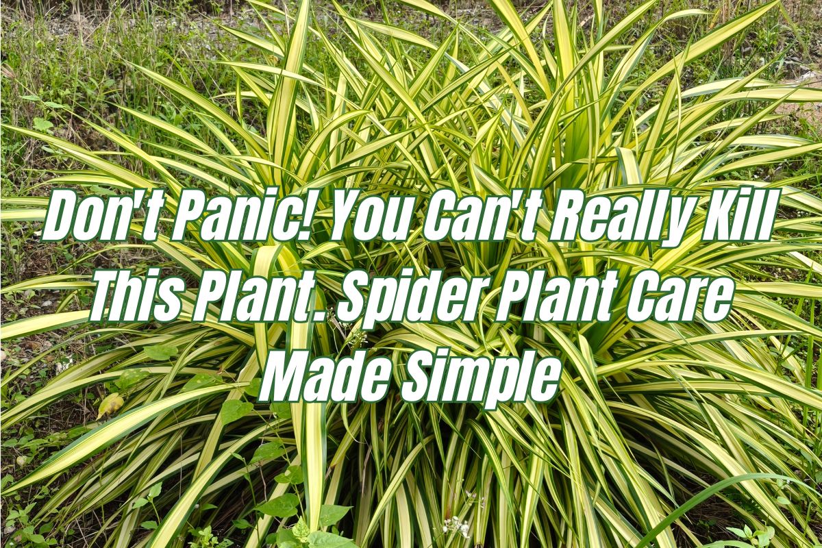 Don't Panic! You Can't Really Kill This Plant. Spider Plant Care Made Simple
