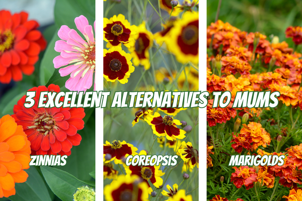 3 Excellent Alternatives To Mums