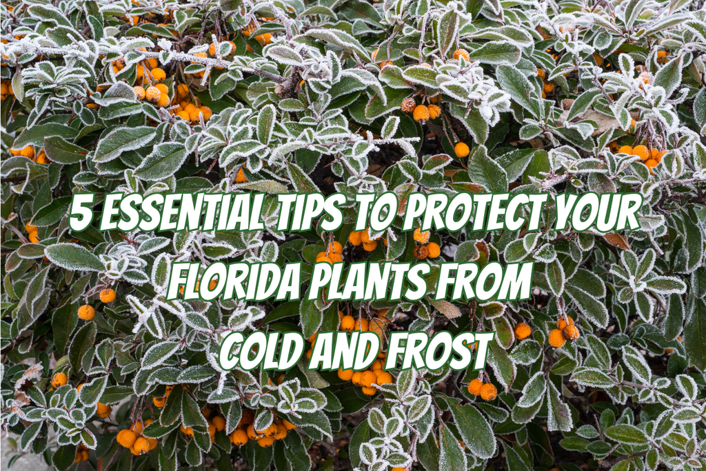 5 Essential Tips to Protect Your Florida Plants from Cold and Frost