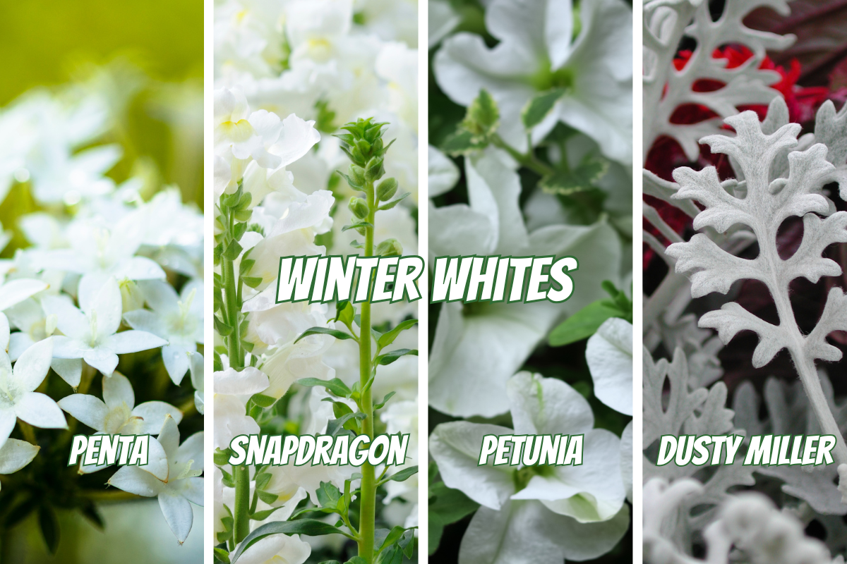Winter Whites: Brightening the Cool Season with White Plants