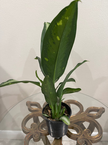 Dieffenbachia - Panther