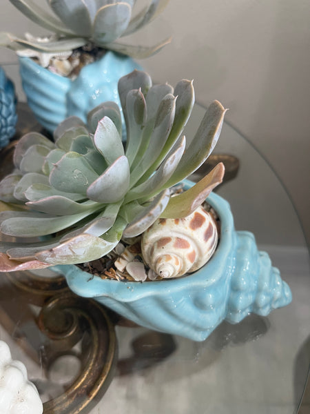 Shell with large succulent