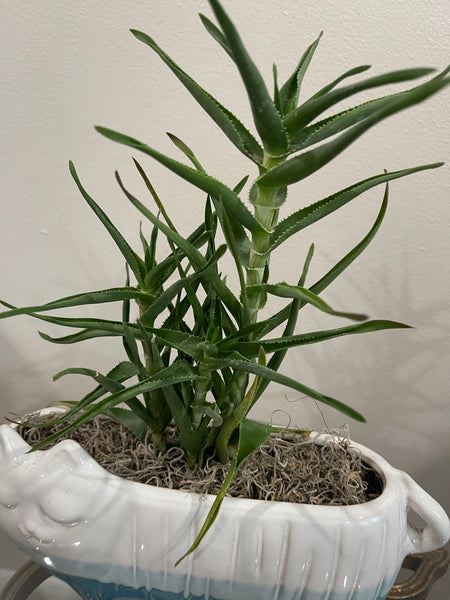 Blue Bottom Cat Planter