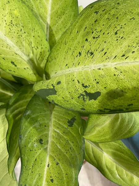 Dieffenbachia Camouflage