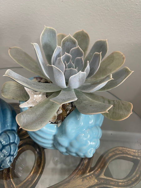 Shell with large succulent