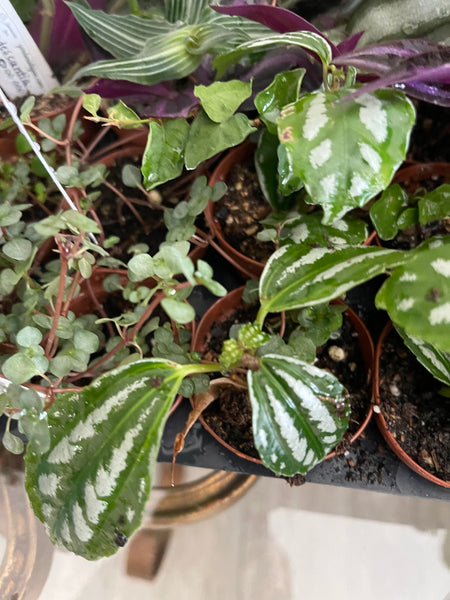 Pixie Plants