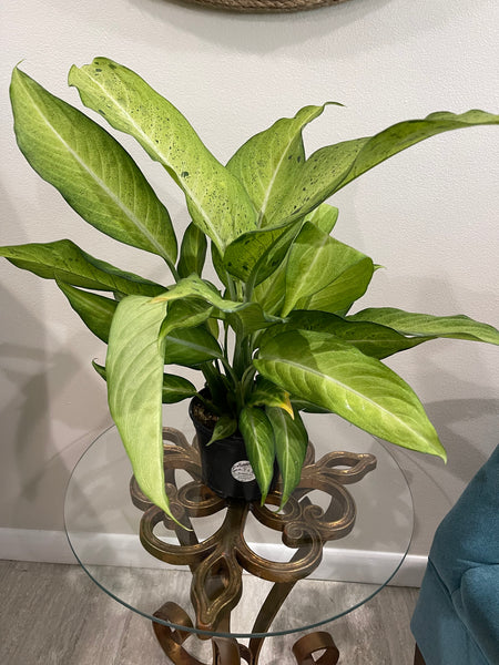 Dieffenbachia Camouflage