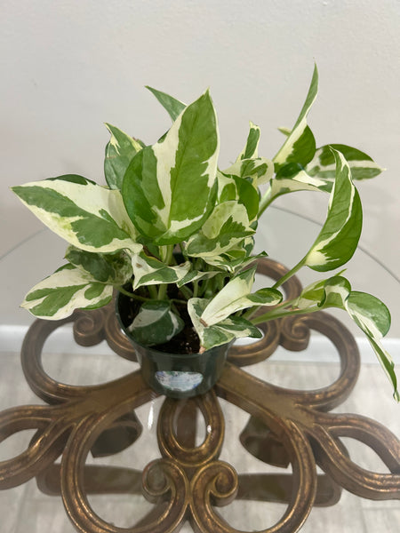 Pothos Pearls and Jade