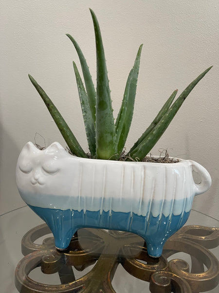 Blue Bottom Cat Planter