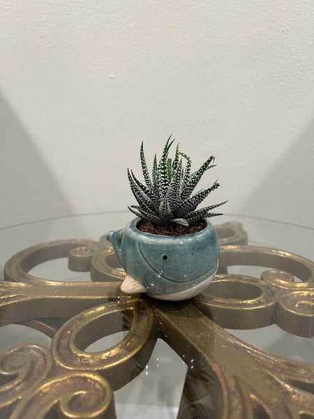 Blue whale planter