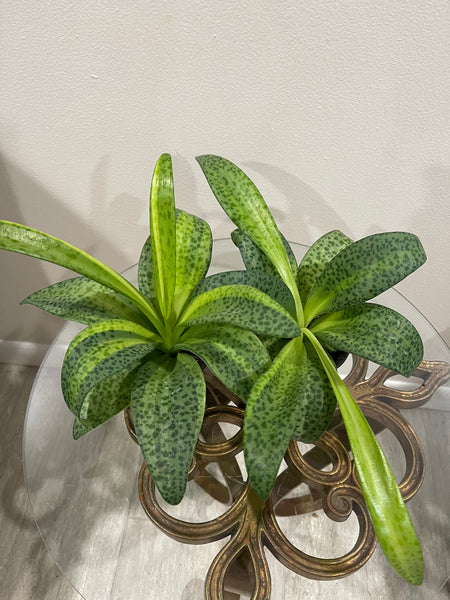 Variegated Leopard Lily