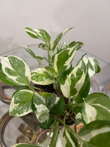 Pothos Pearls and Jade