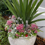 Seasonal Select Planter Insert
