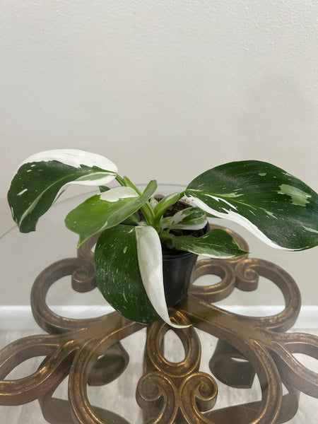 Philodendron Punctata