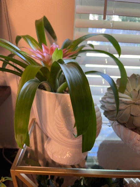 Indoor Plant Creation