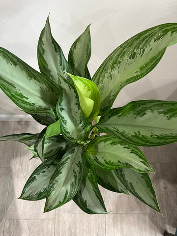 Algonema Silver Bay