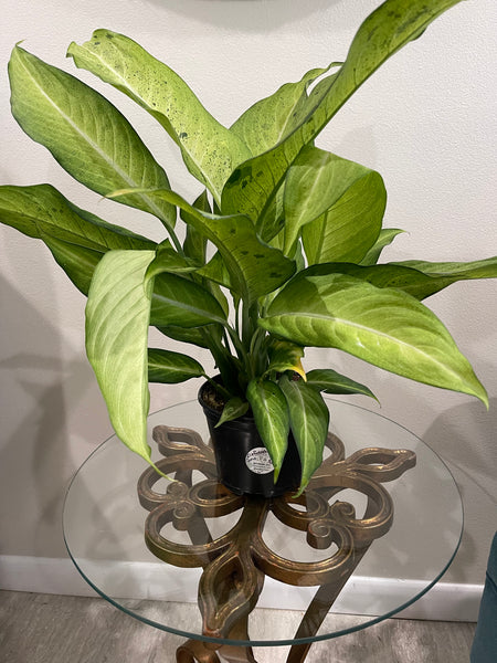 Dieffenbachia Camouflage