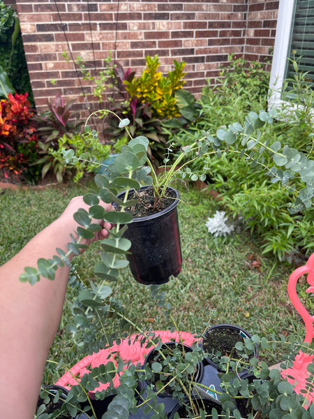 Eucalyptus