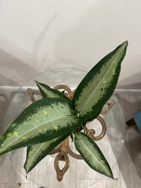 Dieffenbachia Panther