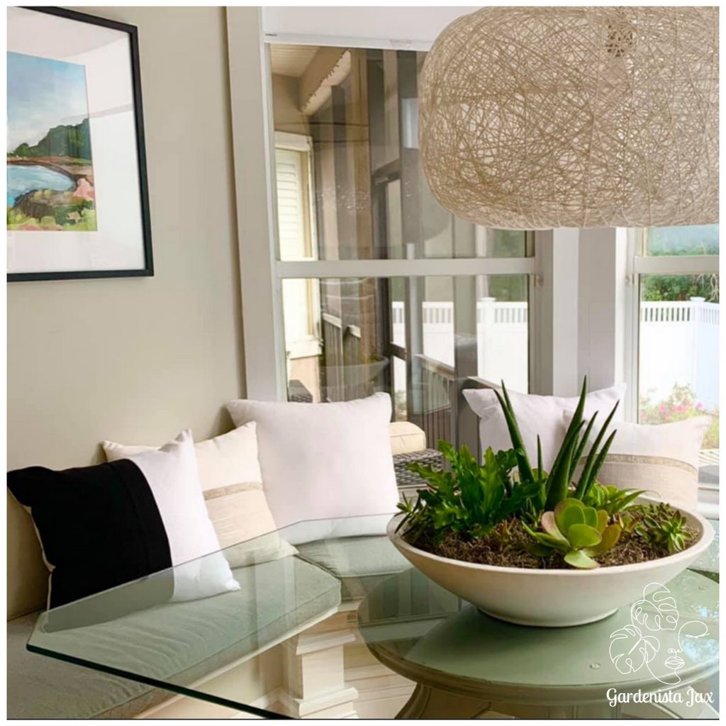 Interior Plant Care & Plant Sitting Consultation