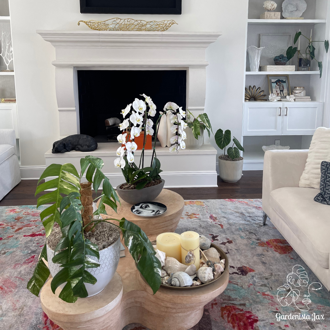 Interior Plant Care & Plant Sitting Consultation