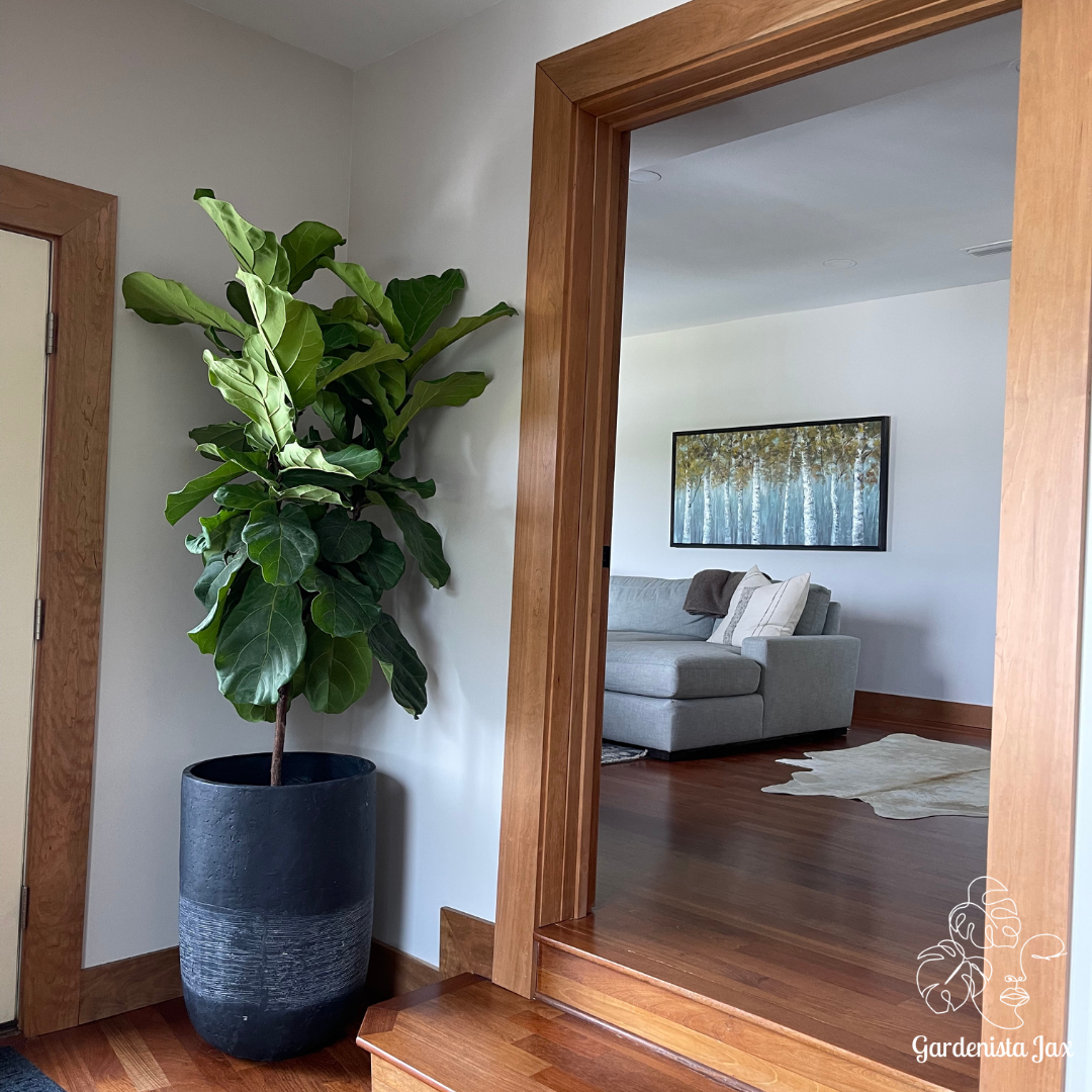 Virtual Plant Styling & Advice Consultation
