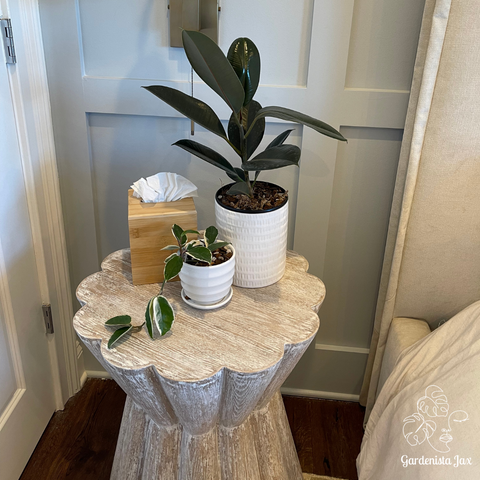 Interior Plant Care & Plant Sitting Consultation