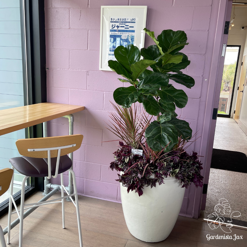 indoor plants jacksonville fl Interior Plant Care & Plant Sitting Consultation – Gardenista Jax
