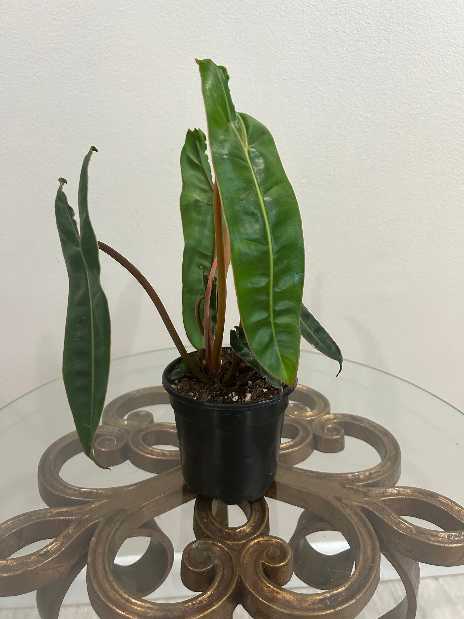 Philodendron Billietae